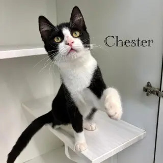 Chester