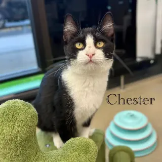 Chester