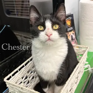Chester