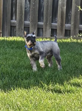 Pepper 4834