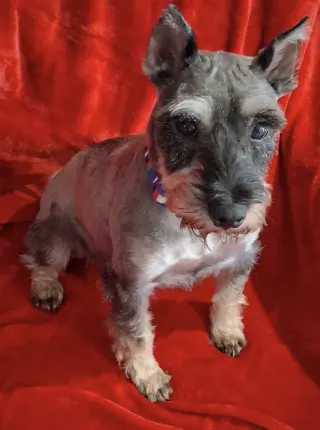 Pepper 4834