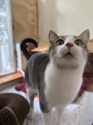 Mama Pasta