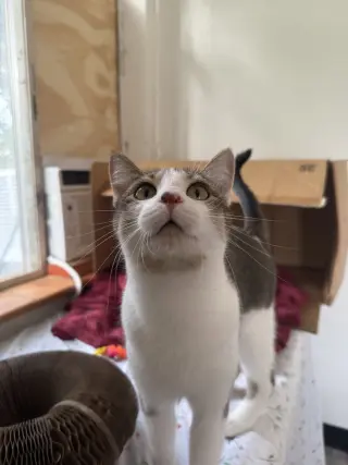 Mama Pasta