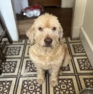 Arthur- smart spunky senior