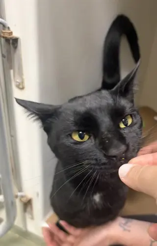 ASTRO