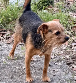 Finn- sweet scruffy senior