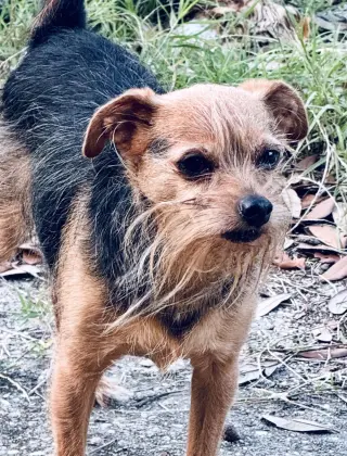 Finn- sweet scruffy senior