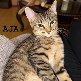 Aja