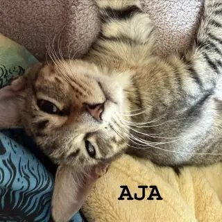 Aja