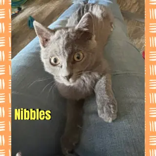 Nibbles