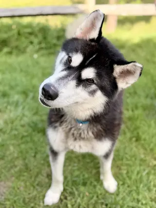 Maverick