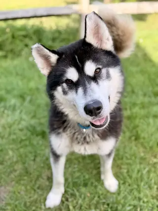 Maverick