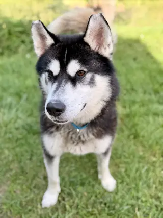 Maverick