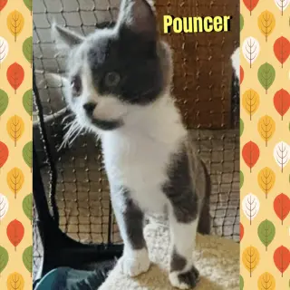 Pouncer