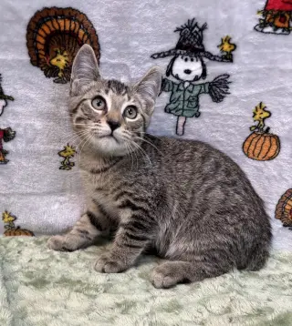 261426  Otis