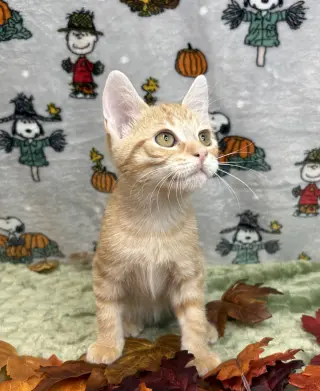 261426  Otto