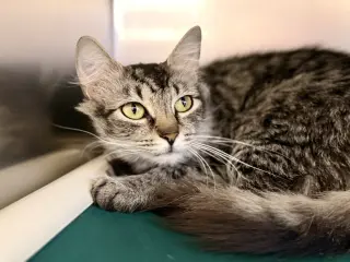 Penelope