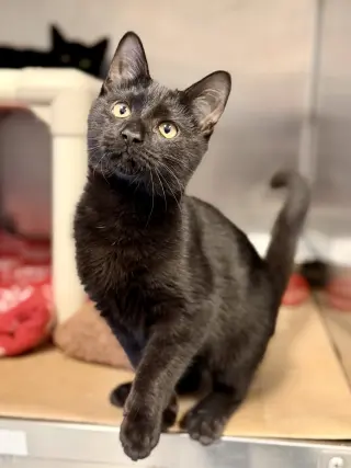 Zoro