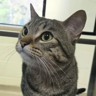 Harley
