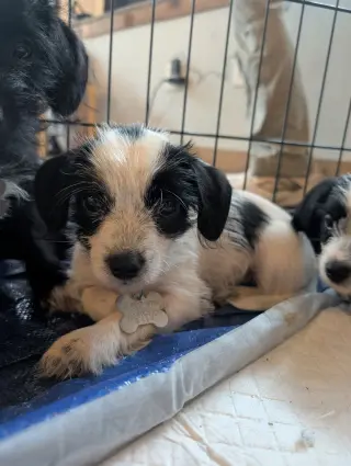 Bayley - "B" Litter
