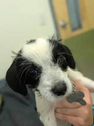 Bayley - "B" Litter