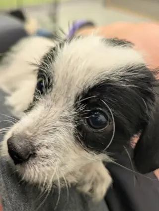 Bayley - "B" Litter