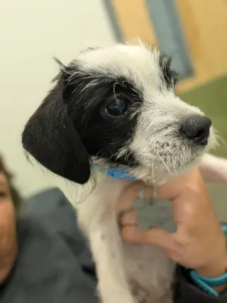 Bayley - "B" Litter