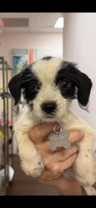 Bayley - "B" Litter