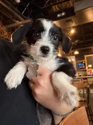 Brisa - "B" Litter