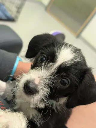 Brisa - "B" Litter