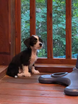Brisa - "B" Litter
