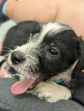 Brisa - "B" Litter