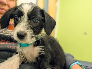Brisa - "B" Litter