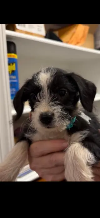 Brisa - "B" Litter