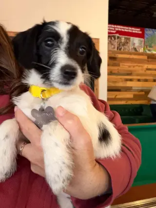 Bebe - "B" Litter