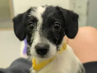 Bebe - "B" Litter