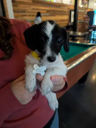 Bebe - "B" Litter