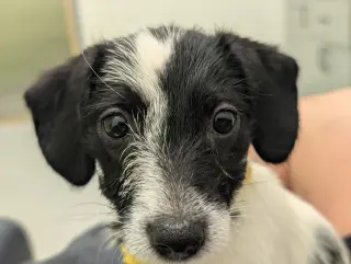 Bebe - "B" Litter