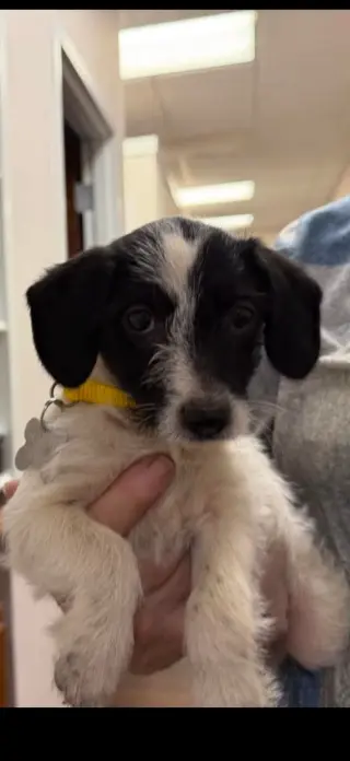 Bebe - "B" Litter