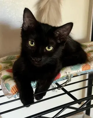 Loki