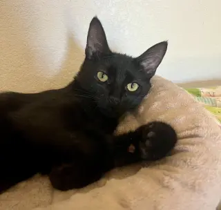 Loki
