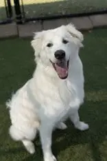 GOOFY