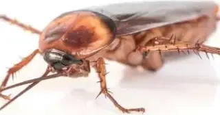 👉¡AQUÍ AYUDA A INQUILINOS!👈