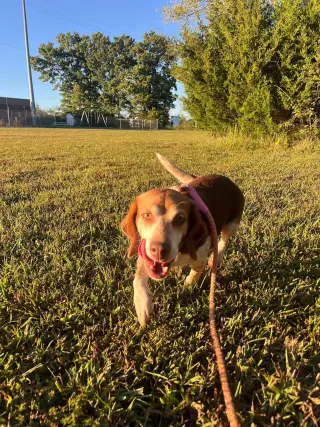 Plum - At shelter available 10/8