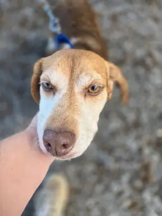 Plum - At shelter available 10/8