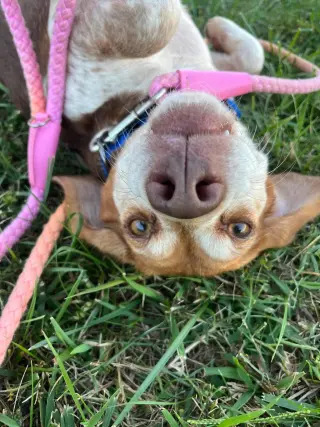 Plum - At shelter available 10/8
