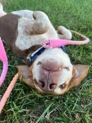 Plum - At shelter available 10/8