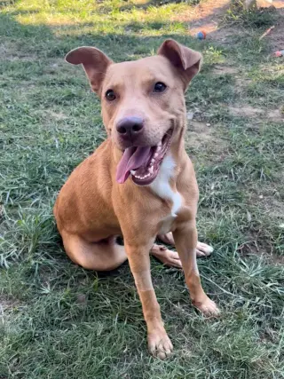 261414  Gemma