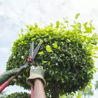 Poda de árboles