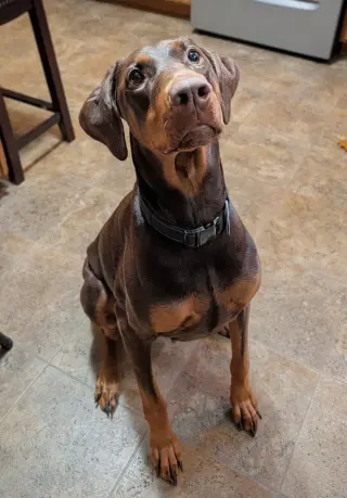 Brandy